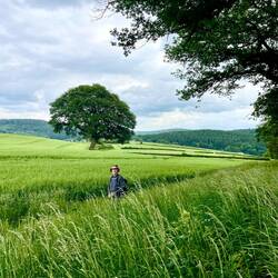 Fields of oats
