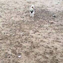 Pepper on Roker Beach