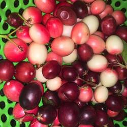 Don't know what fruits they are, just so beautiful with sour taste.