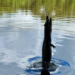 Für einen Piranha springt der Kaiman