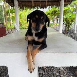 The cutest dog