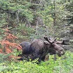 ... dann ein Stattlicherer