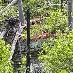 Na, wer findet die Bären?