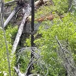 Schaut nur mal kurz, ob sein Kumpel unten noch da ist... 😴🤣