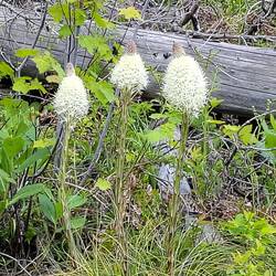 Unterwegs - Bärengras