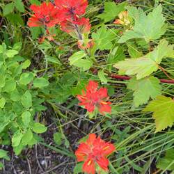 Indian paintbrush - Castilleja