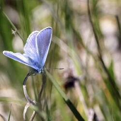 Hauhechel Bläuling