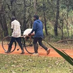 Schnappschuss zwischendurch. Schweinetaxi.