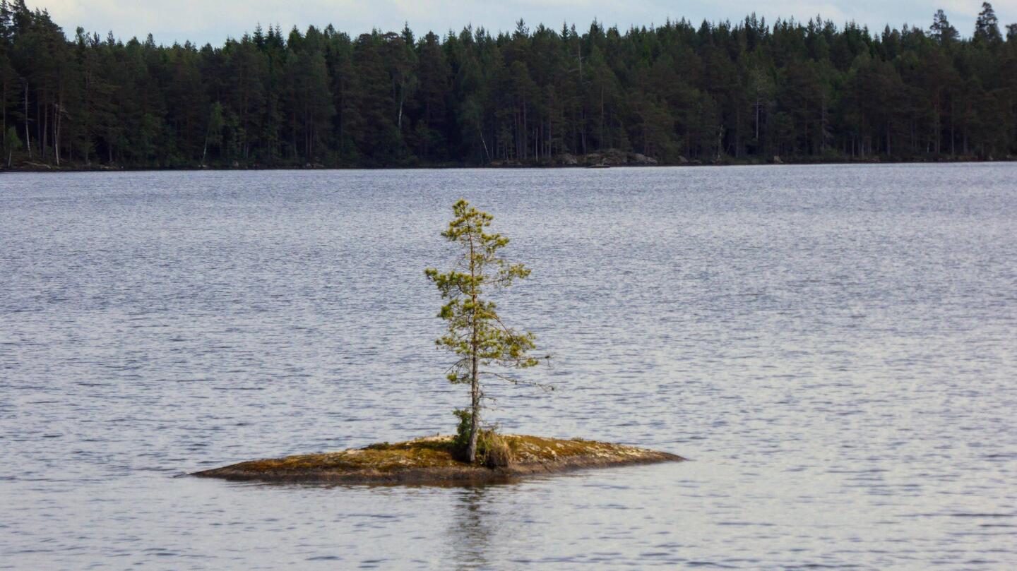 Die Ein-Baum-Insel