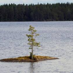 Die Ein-Baum-Insel