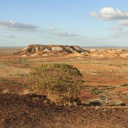 Old man emu and chicks