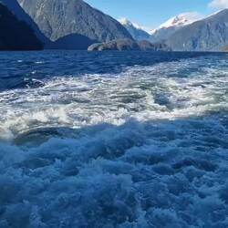 Doubtful sound from the back of the boat