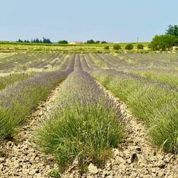 Der Lavendel startet zu blühen und er duftet schon