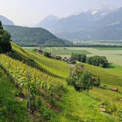 Zeer steil naar beneden doorheen wijngaarden.