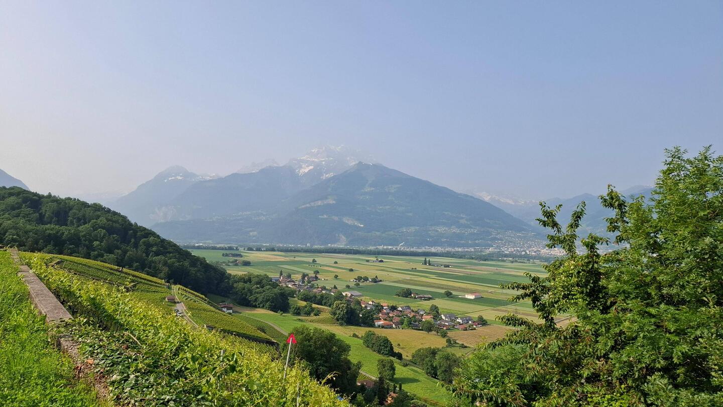 Een wolkeloze start doorheen een koel bos op de flank.