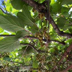 Die ganze Laube ist bedeckt mit Kiwis