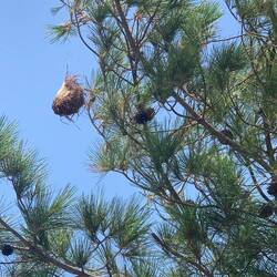 Vogelnest