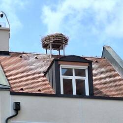 Der Storch wollte sich nicht zeigen