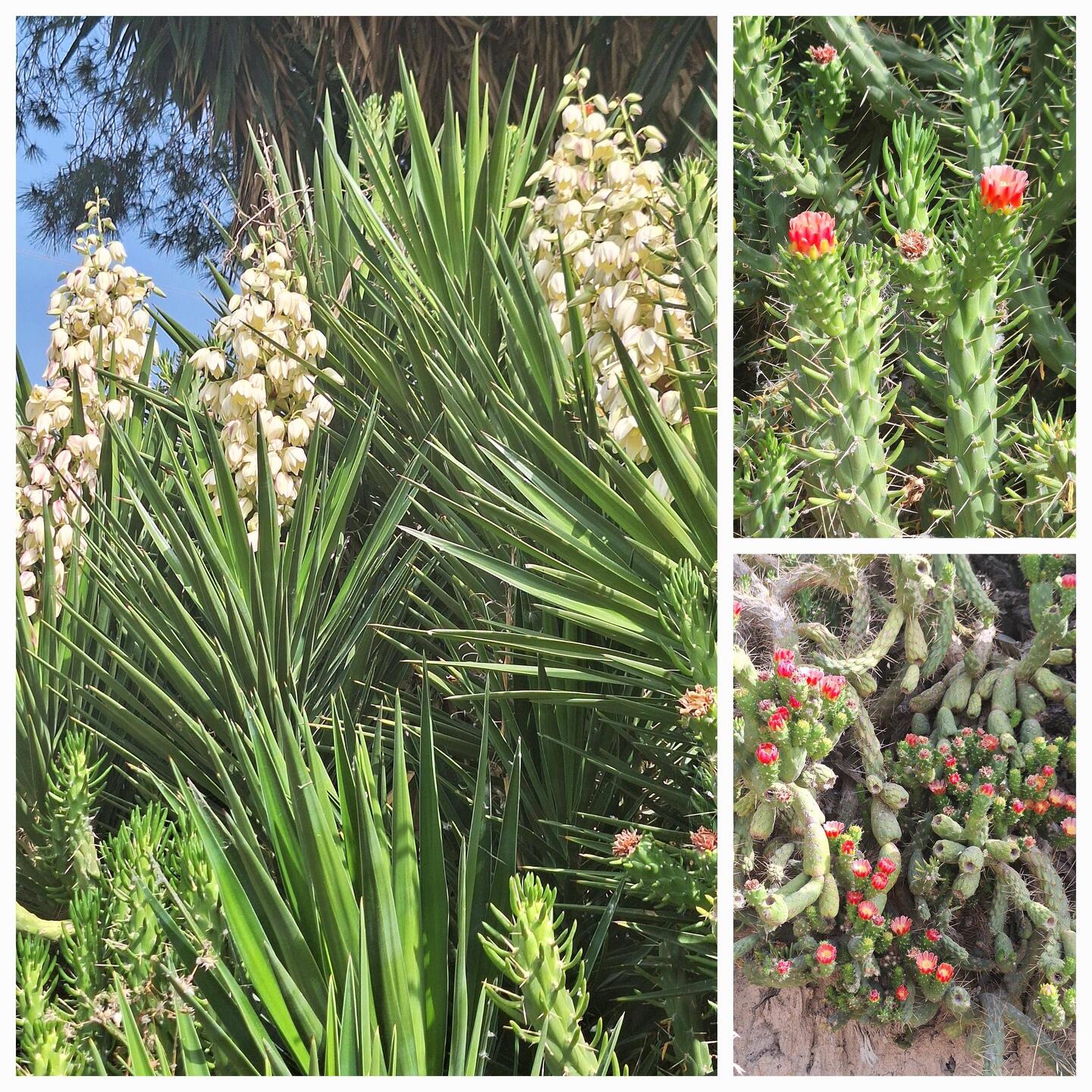 Yukka and prickly pear