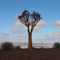 Auch gibt es Köcherbäume...