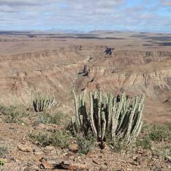 ... Kakteen wachsen in der kalten Umgebung