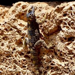 Ist der nicht schön?....