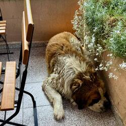 Keiner mochte den kleinen Hund wegschicken, und so bleibt der Tisch im Restaurant leer.