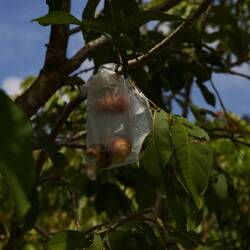 Wasseräpfel - zum Schutz werden sie an den Bäumen verpackt.