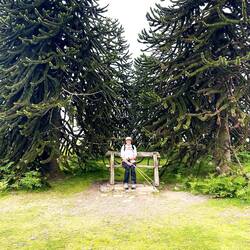 Monkey puzzle trees Kington
