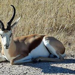 Springbock