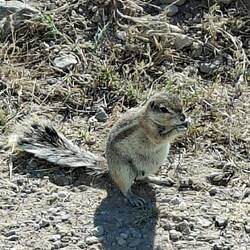 Erdhörnchen