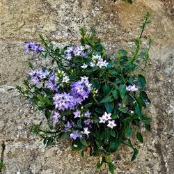 Flowers grow right out of stone