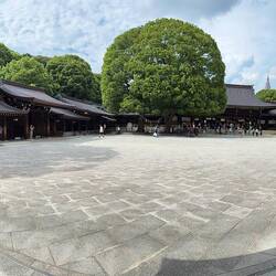 Camphor Tree