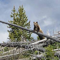 Grizzly Nr. 1