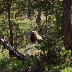 Grizzly Nr. 2