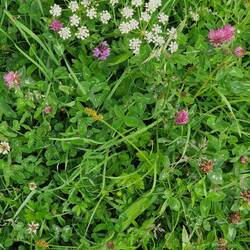 Beautiful array of wildflowers and grasses at the towpath edge