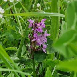 Time for the orchids to bloom. I think this one is a Common Spotted Orchid.