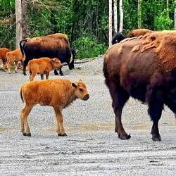 Endlich Bisons