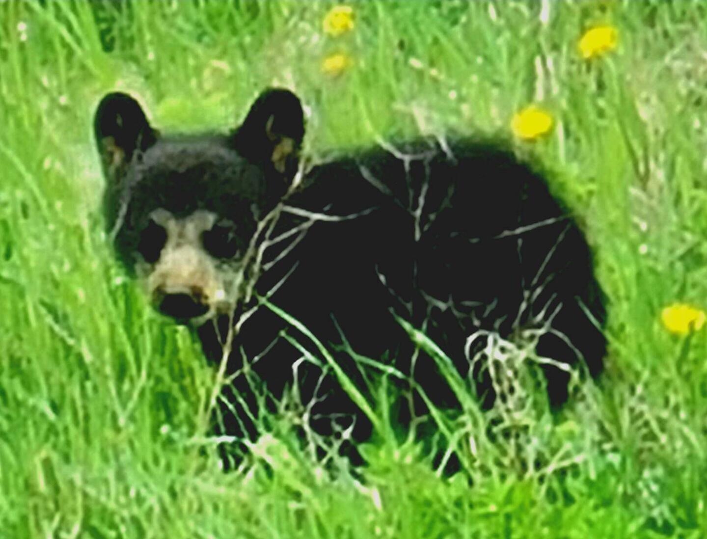 Knuffi Bärli