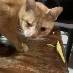 The mango-eating cat