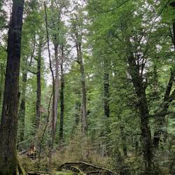 A forest of native Beech trees in the Paradise area