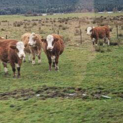 Cows in Paradise ,watching us drive by