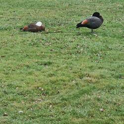 Native Nz ducks