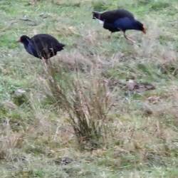 Native Nz bird