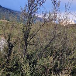 Manuka honey plant
