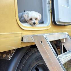 Lehmann darf nicht ohne Leine raus, hat aber trotzdem geschafft, einen Huhn zu jagen. Federn flogen.