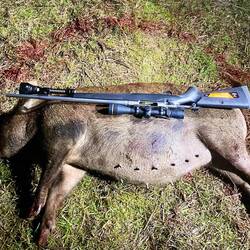 Shaun's Massive Sow and Rainbow 🌈