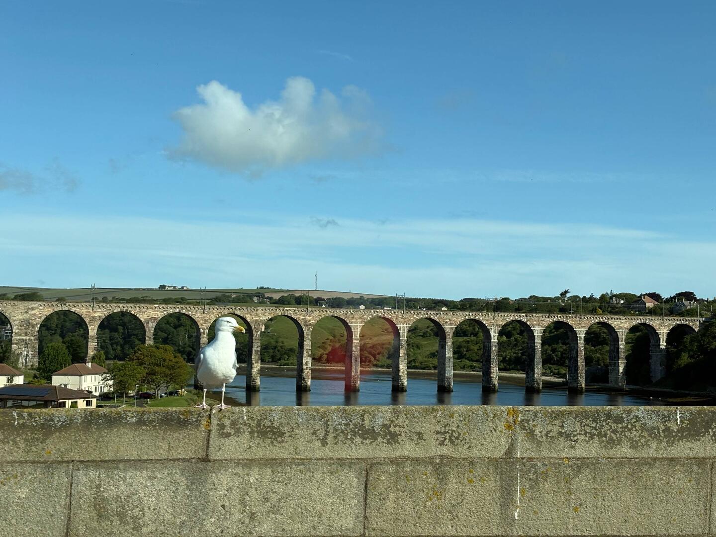 Berwick-upon-Tweed old railway bridge. Bonus seagull