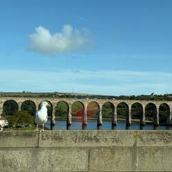 Berwick-upon-Tweed old railway bridge. Bonus seagull