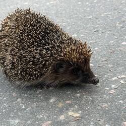 dem Kerlchen musste ich über die Strasse helfen